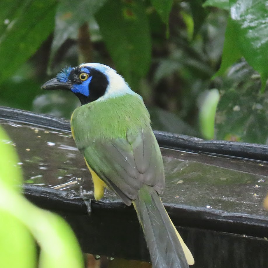 Green Jay - ML620612428