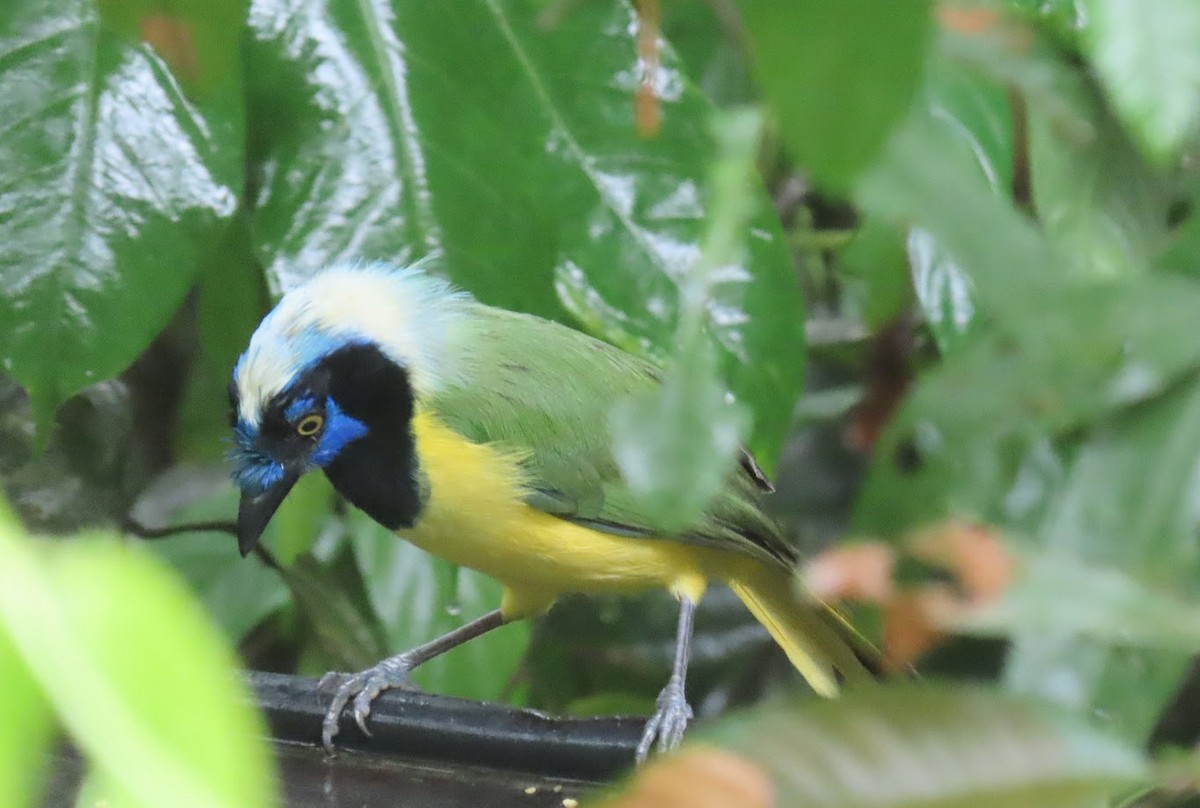 Green Jay - ML620612429