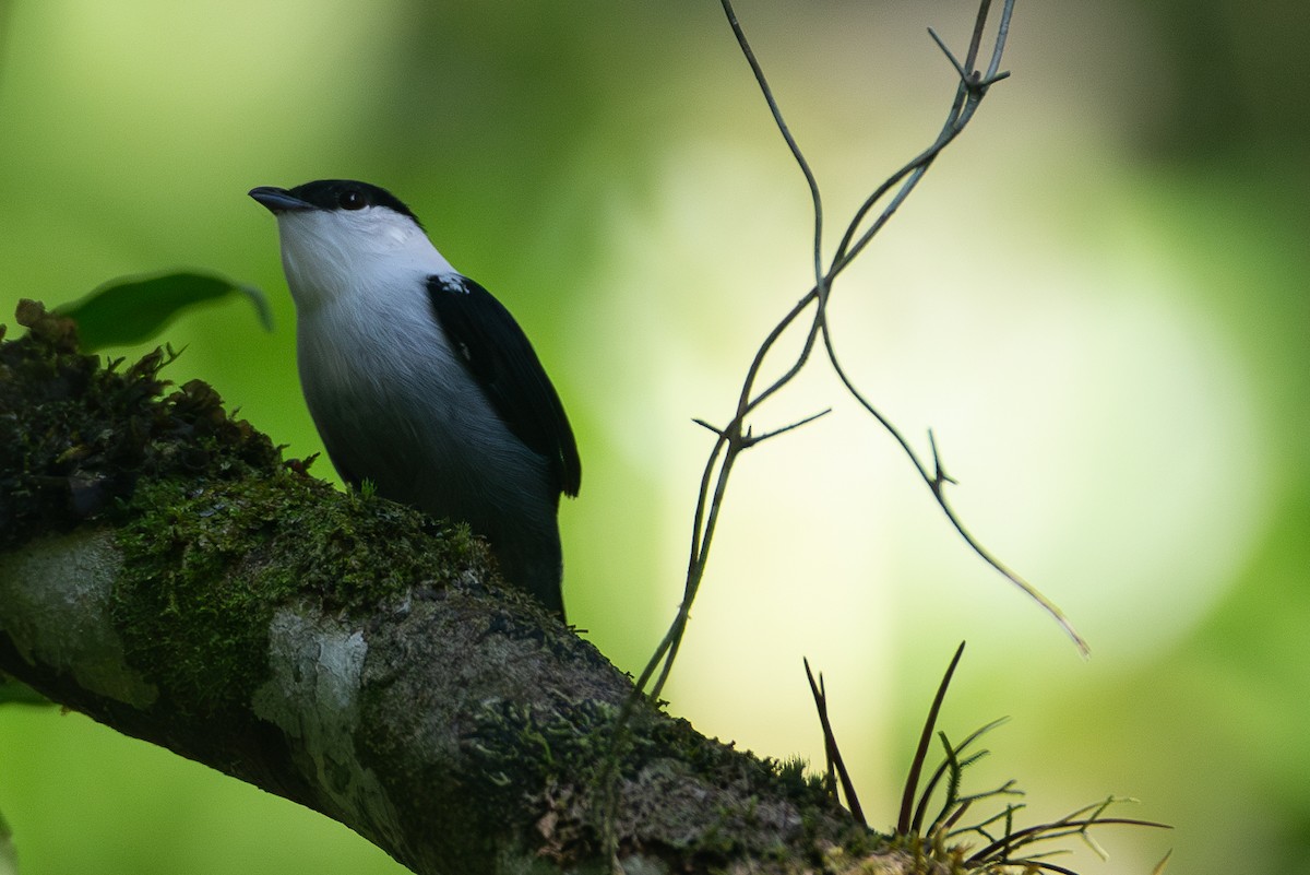 White-bearded Manakin - ML620612433