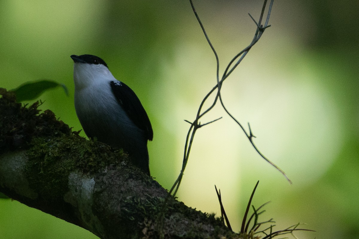 White-bearded Manakin - ML620612434