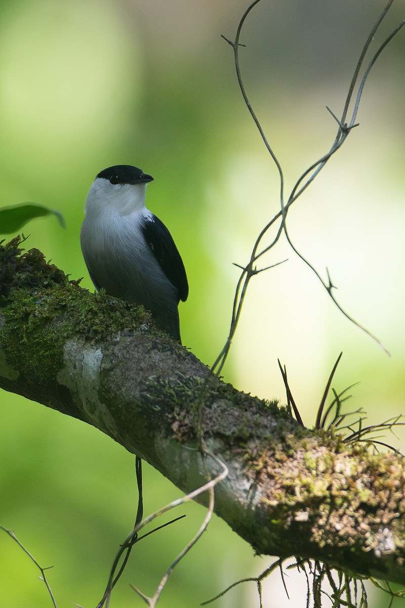 Ak Sakallı Manakin - ML620612436