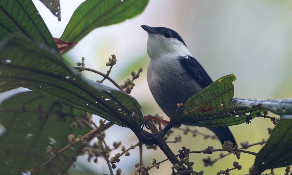 Ak Sakallı Manakin - ML620612437