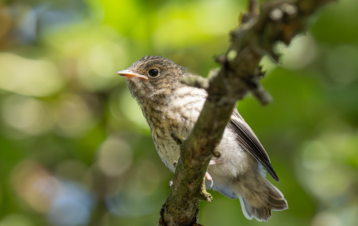 Collared Flycatcher - ML620612440