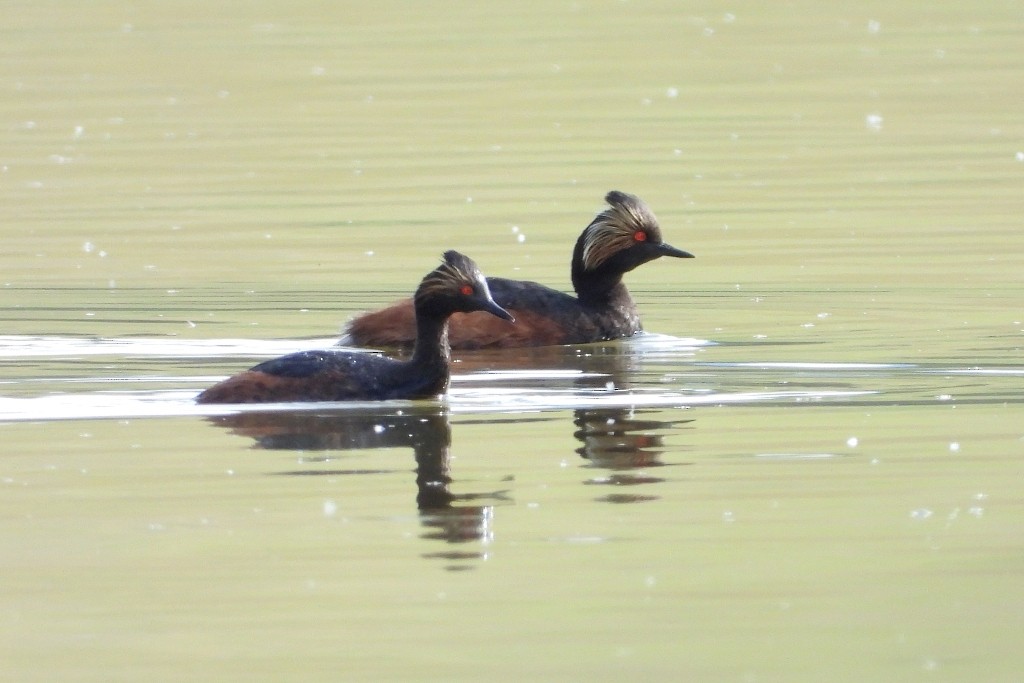 Eared Grebe - ML620612441