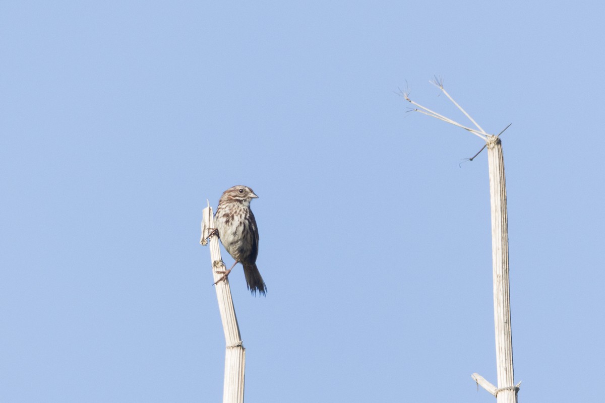 Song Sparrow - ML620612443