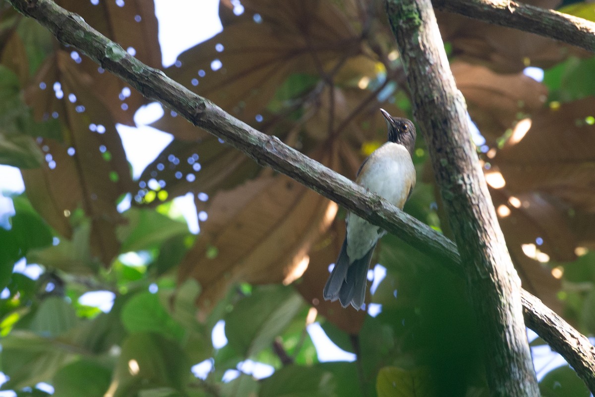 White-necked Thrush (Rufous-flanked) - ML620612444