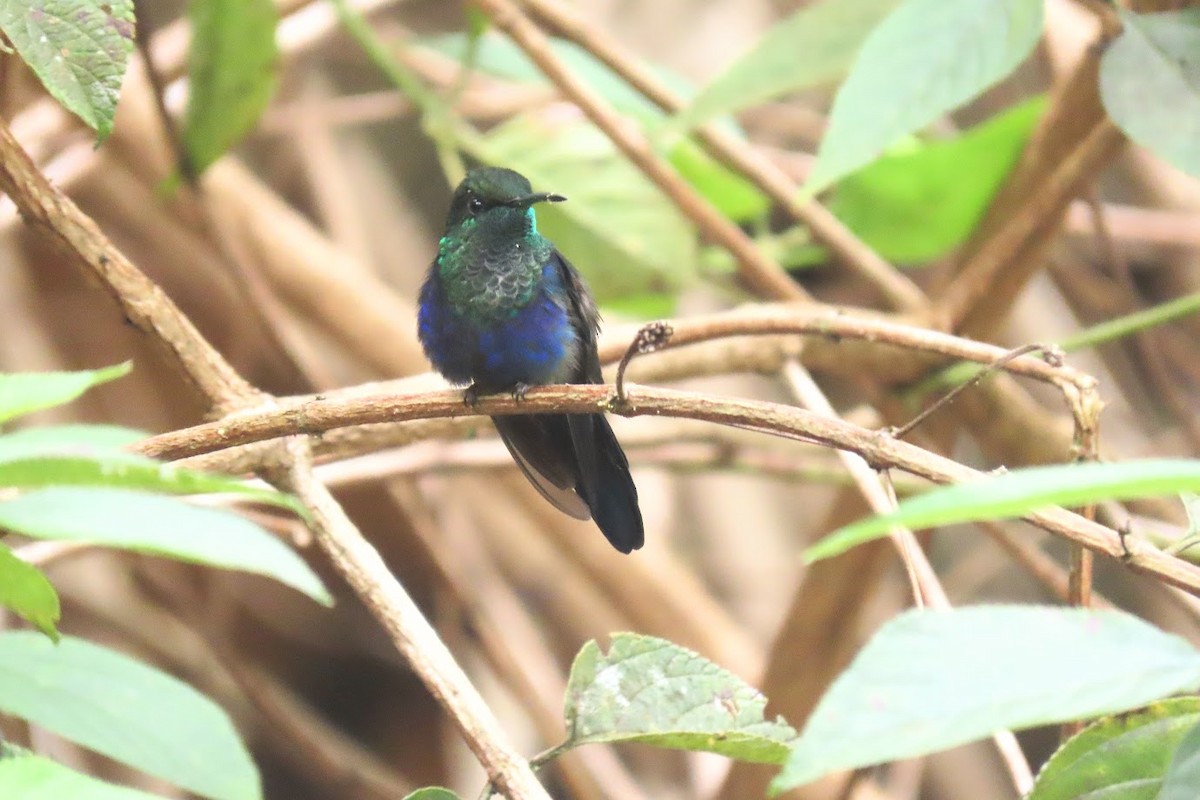 Zafiro Golondrina - ML620612452