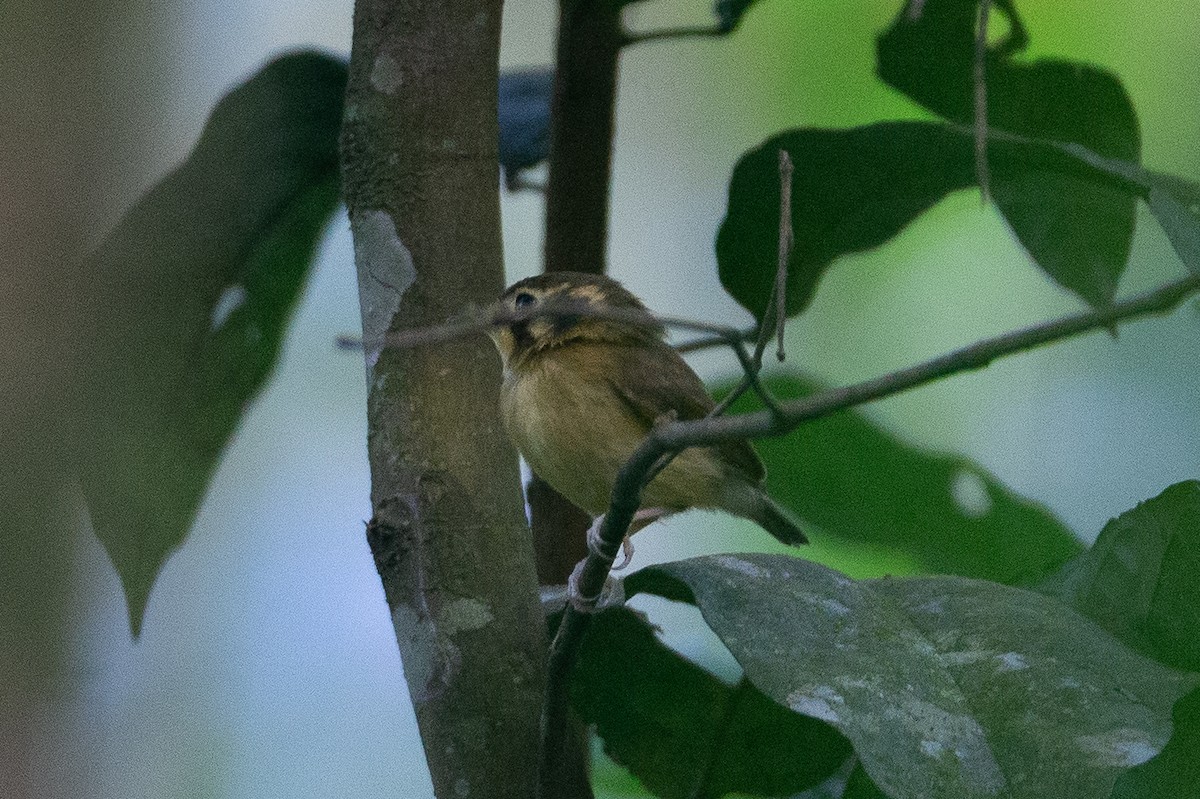 White-throated Spadebill - ML620612453