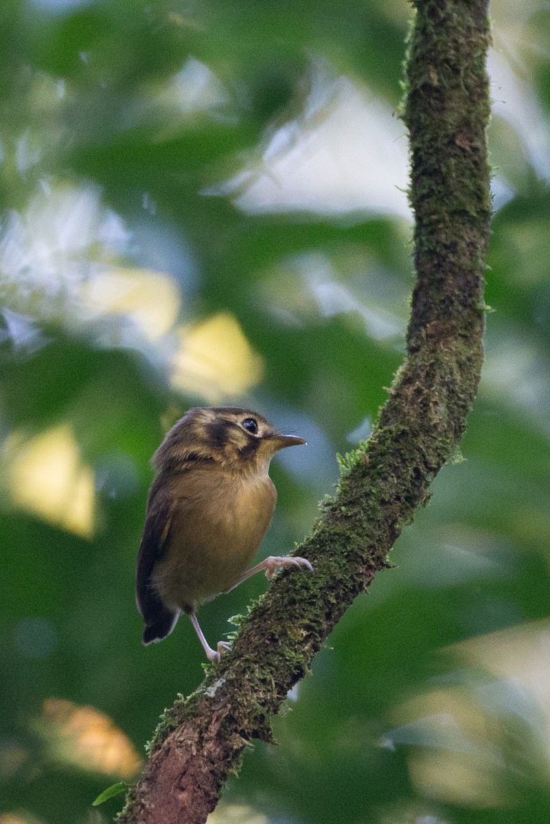 White-throated Spadebill - ML620612456