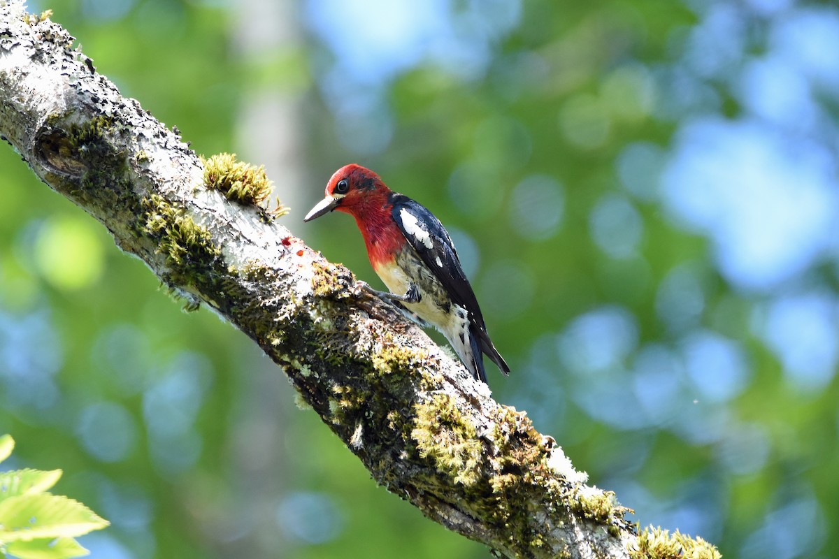 Red-breasted Sapsucker - ML620612457