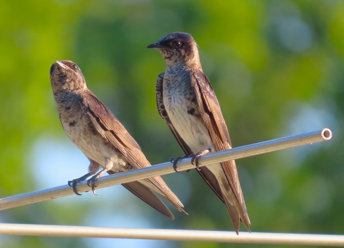 Purple Martin - ML620612461