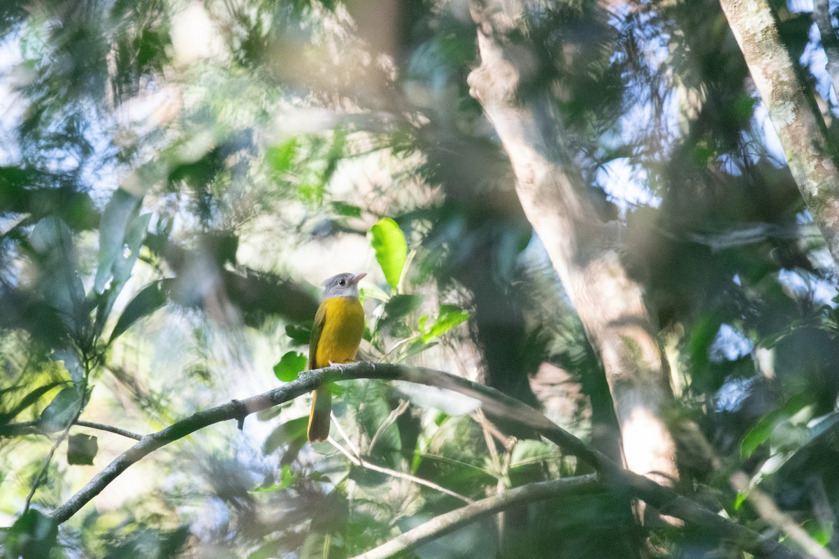 Gray-headed Tanager - ML620612462