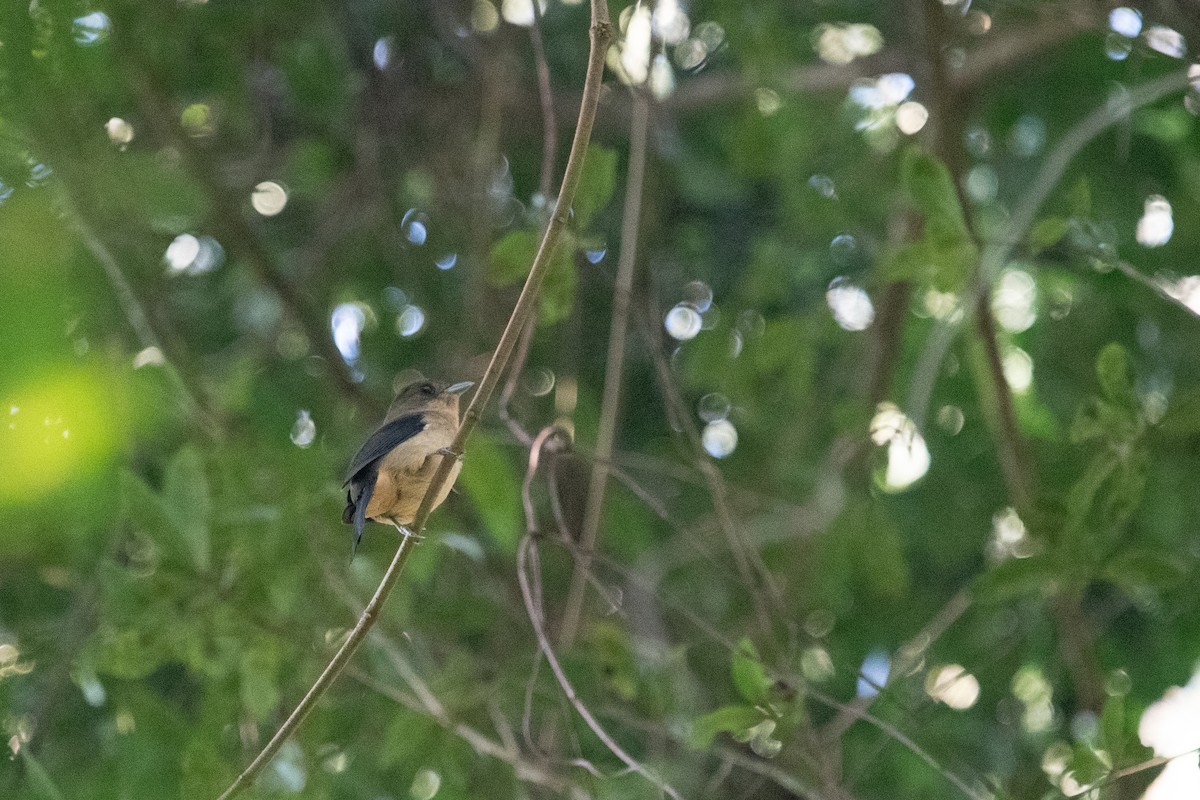 Black-goggled Tanager - ML620612464