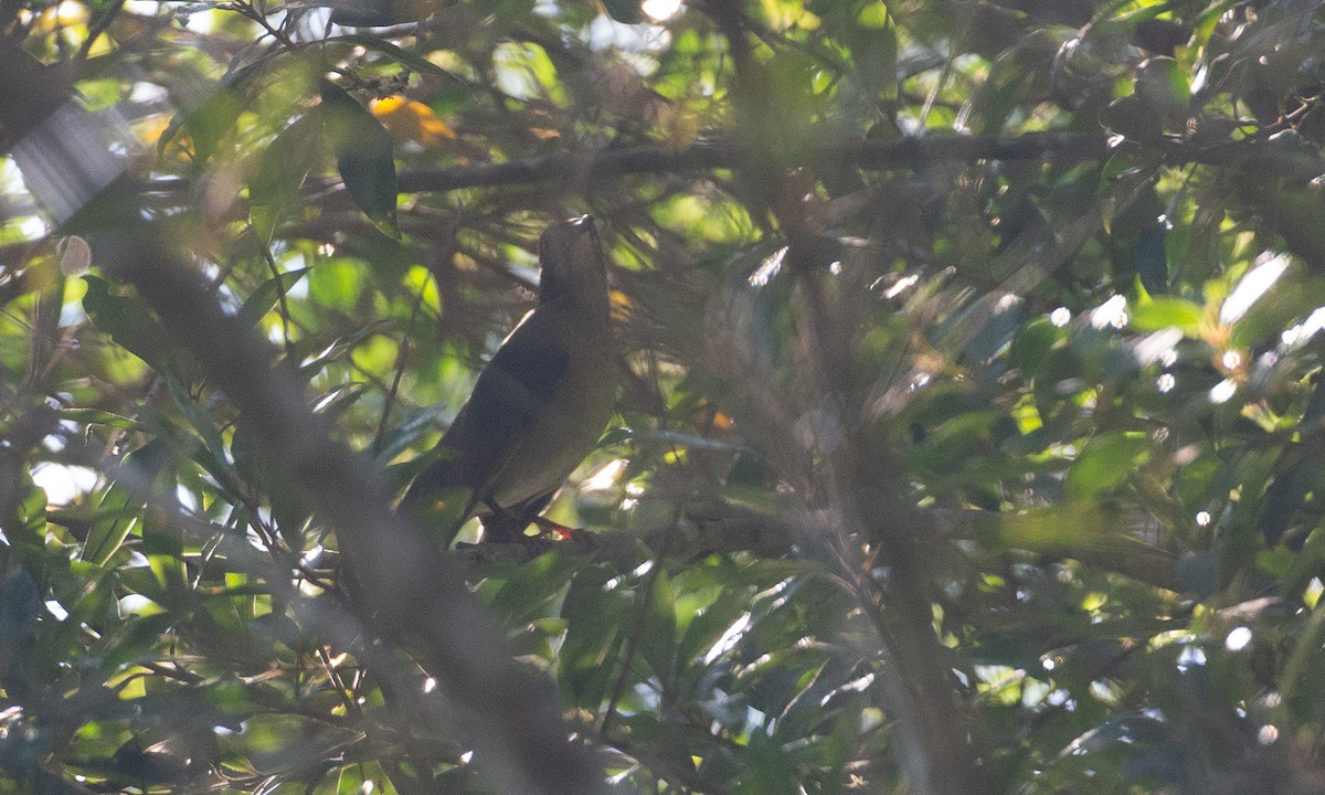 Yellow-legged Thrush - ML620612467