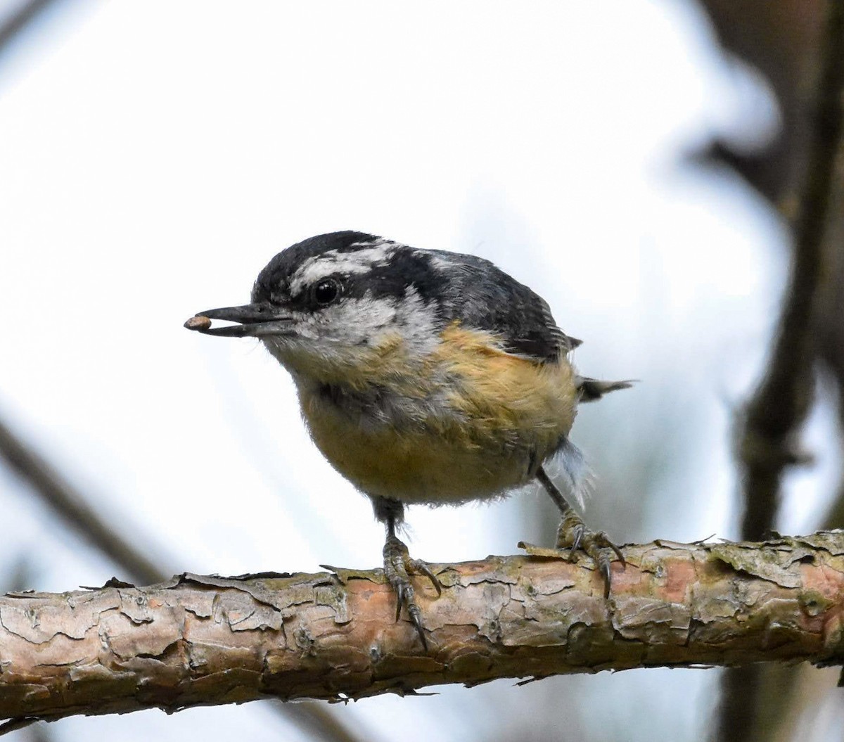 Red-breasted Nuthatch - ML620612468