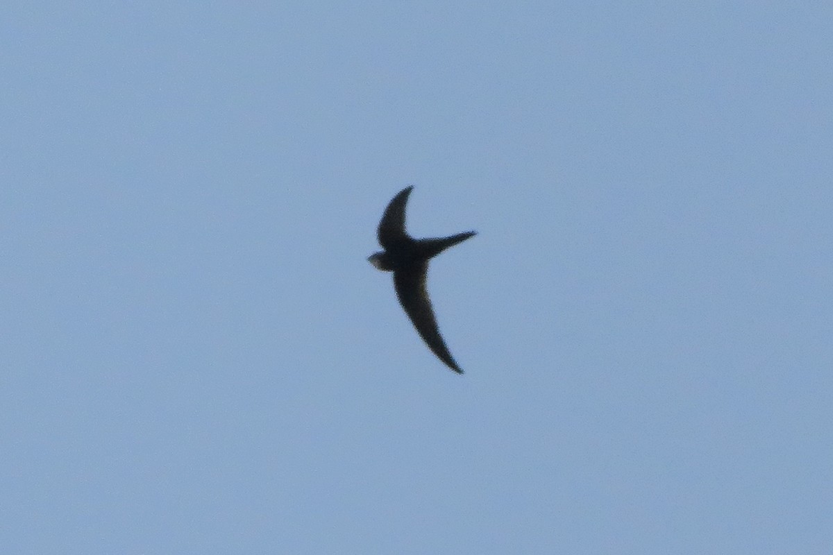 Common Swift - ML620612470