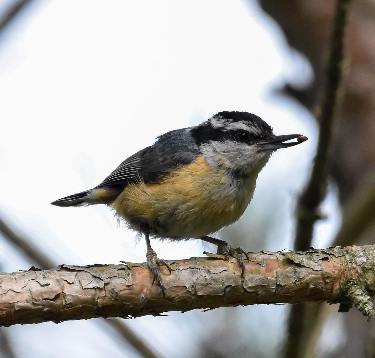 Red-breasted Nuthatch - ML620612471