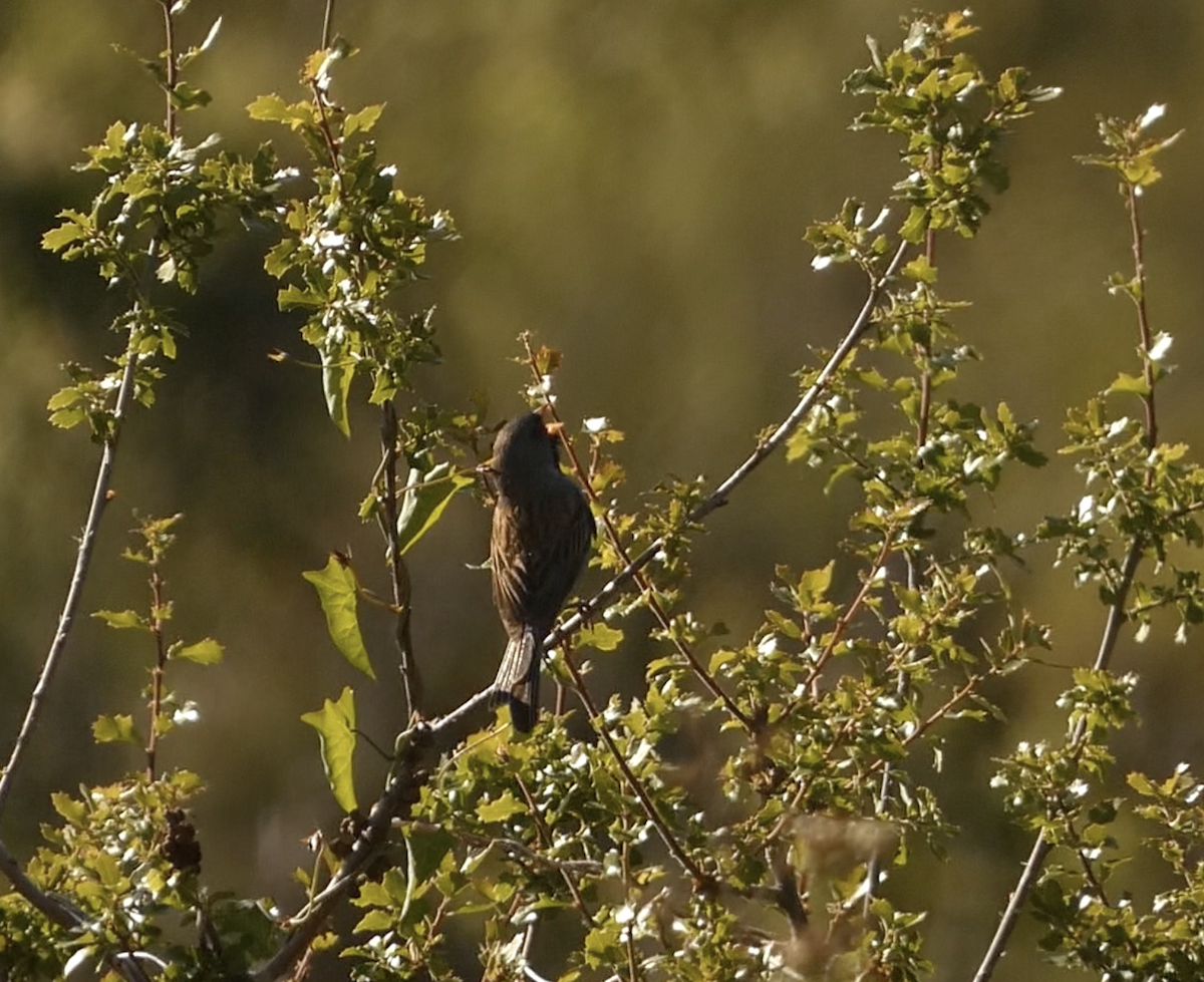 Black-chinned Sparrow - ML620612473