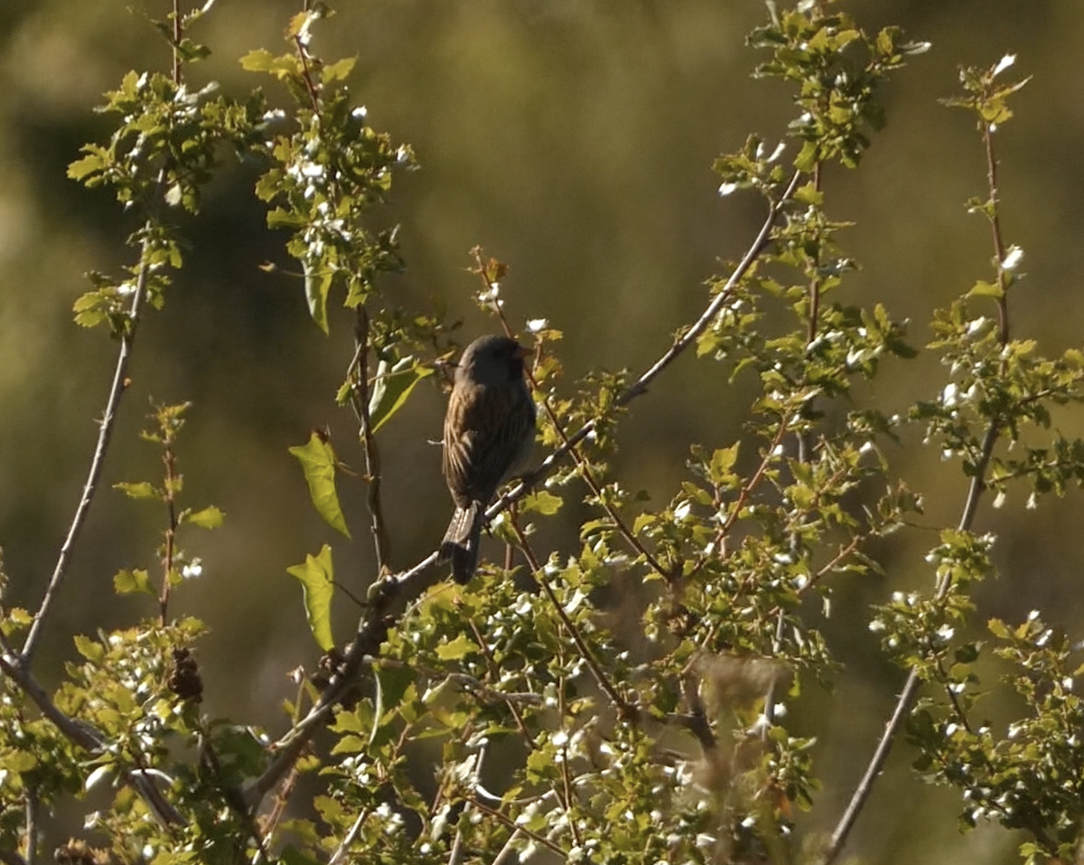 Black-chinned Sparrow - ML620612474
