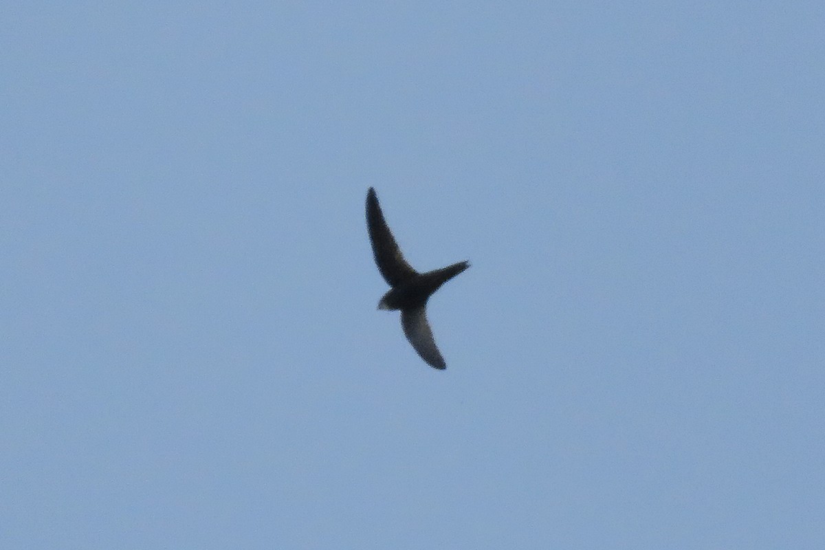 Common Swift - ML620612475