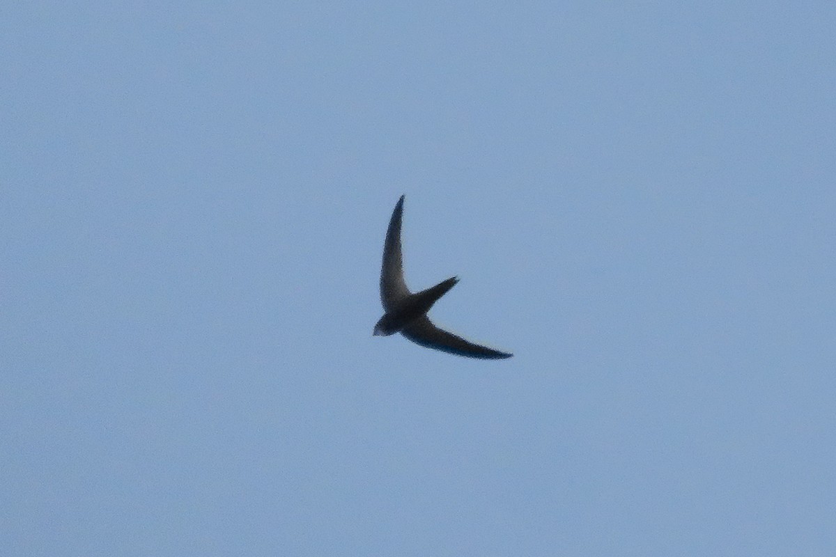 Common Swift - ML620612476