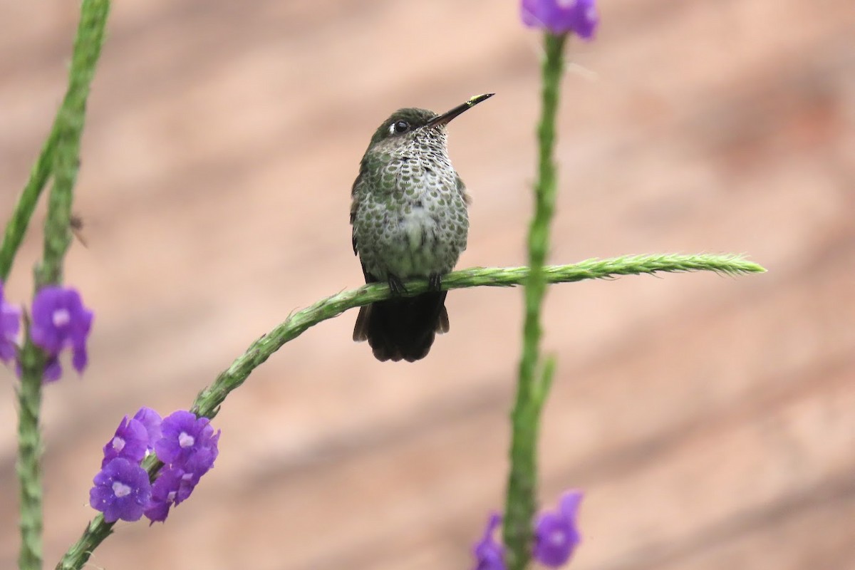 Many-spotted Hummingbird - ML620612477