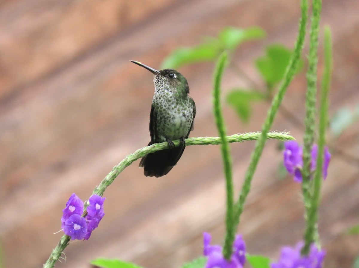 Many-spotted Hummingbird - ML620612478