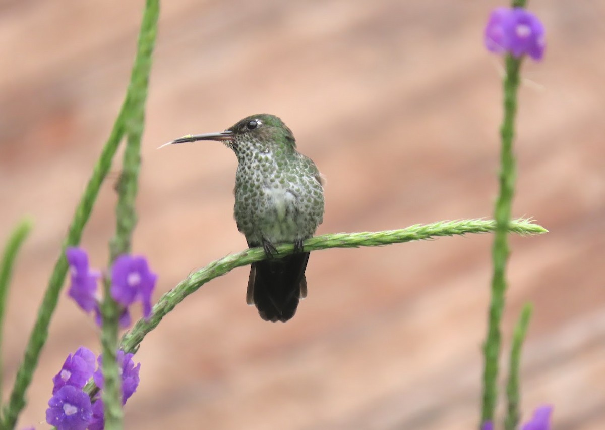Many-spotted Hummingbird - ML620612479