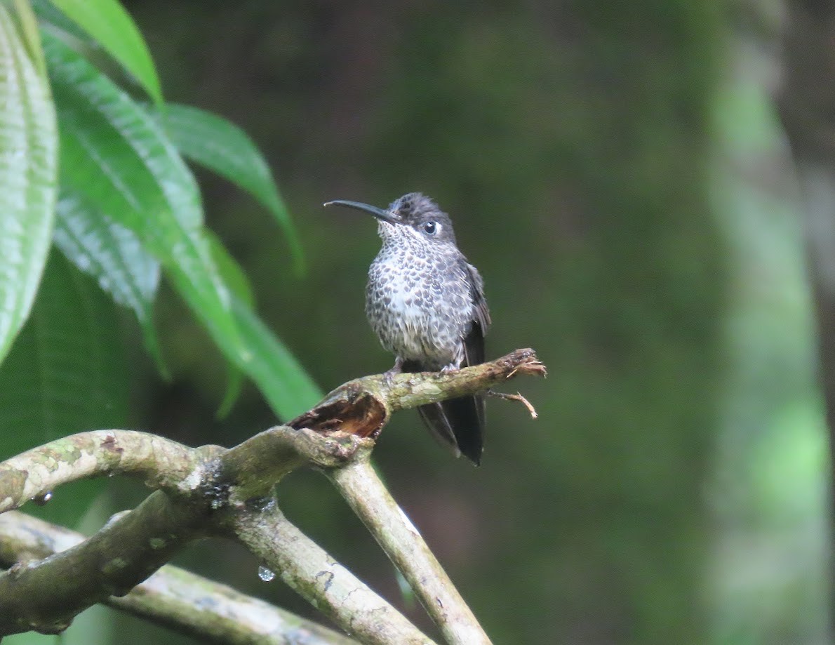 Many-spotted Hummingbird - ML620612480