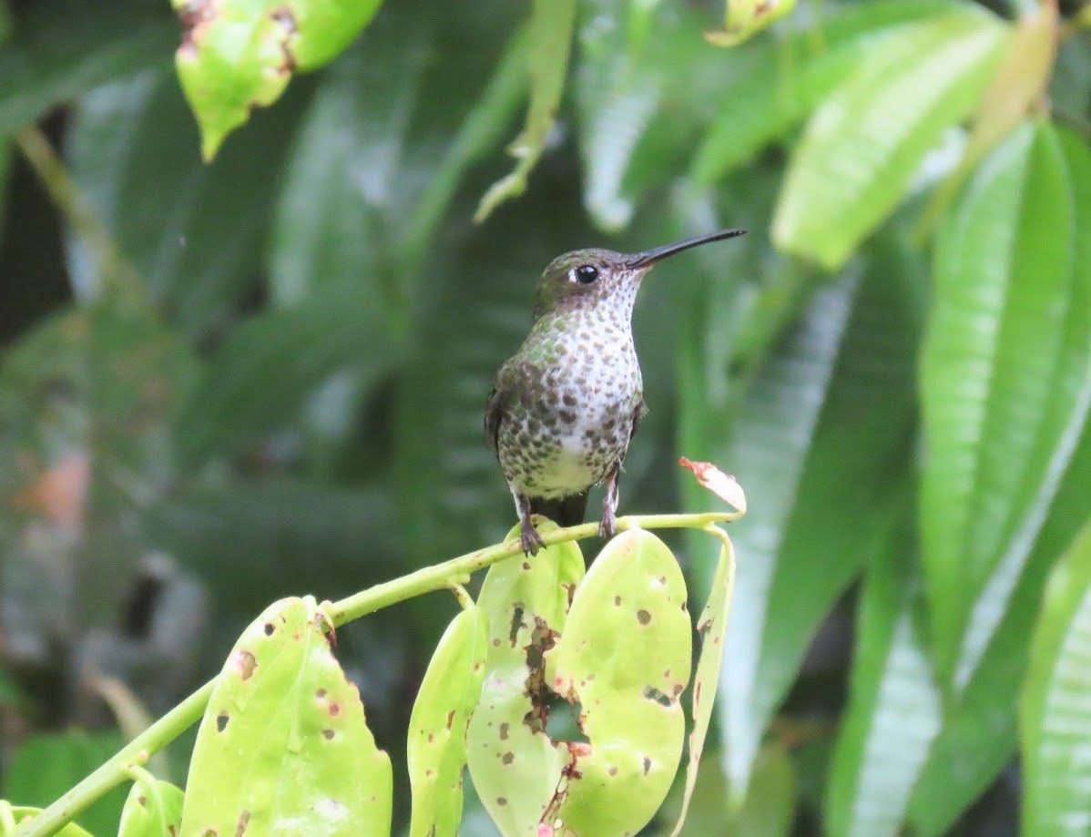 Many-spotted Hummingbird - ML620612481