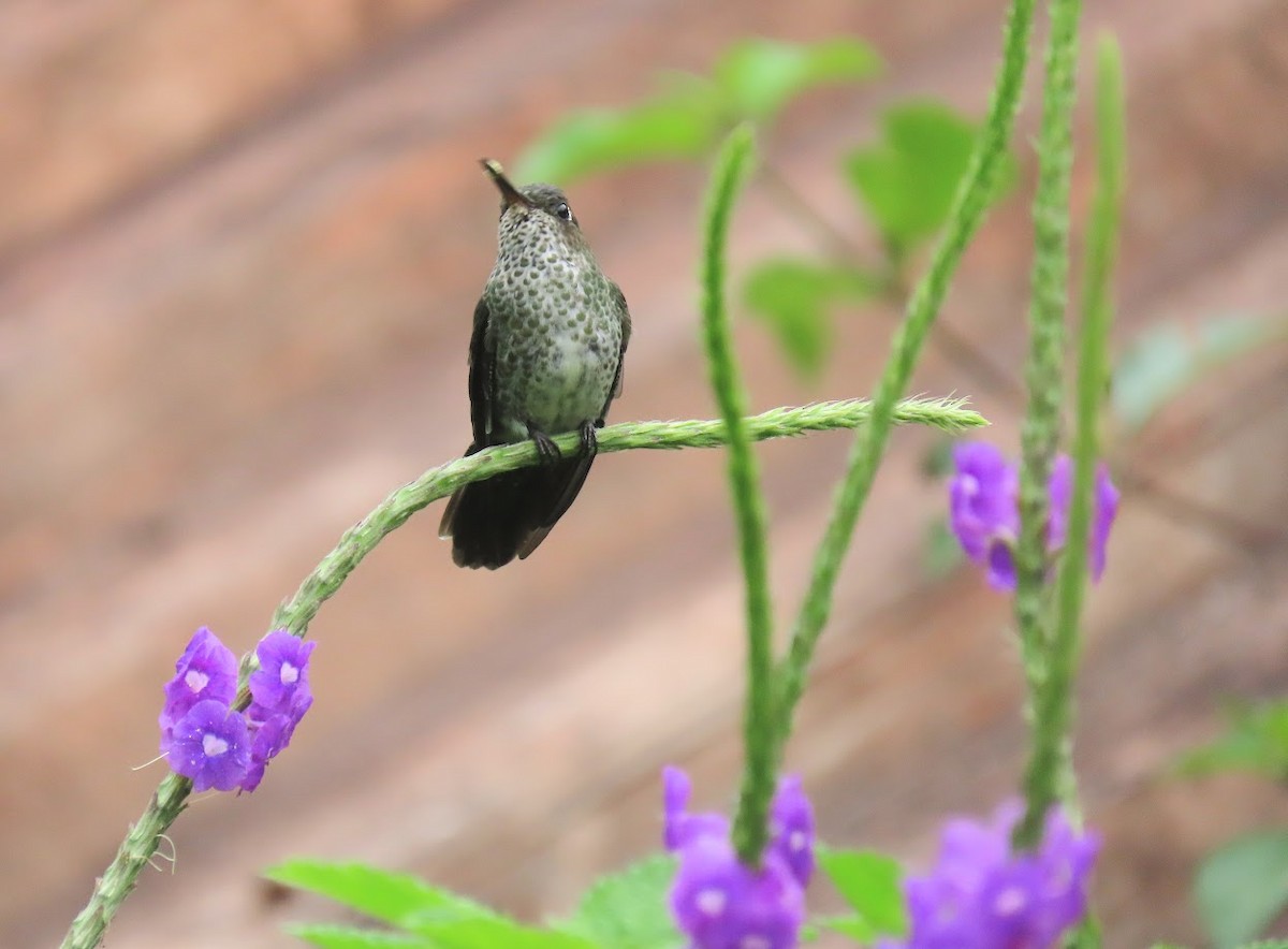 Many-spotted Hummingbird - ML620612482