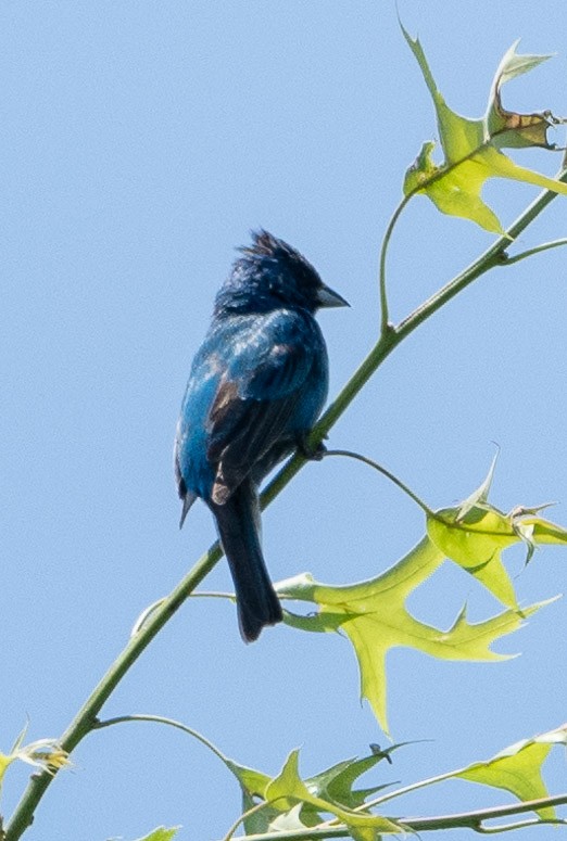 Indigo Bunting - ML620612484