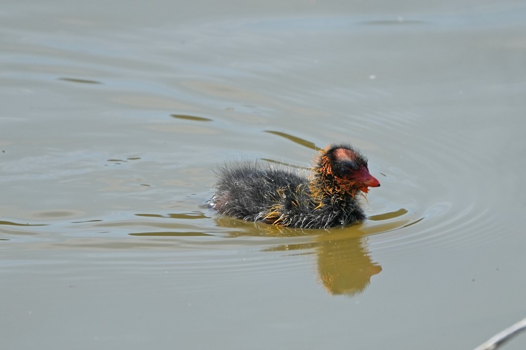 American Coot - ML620612485