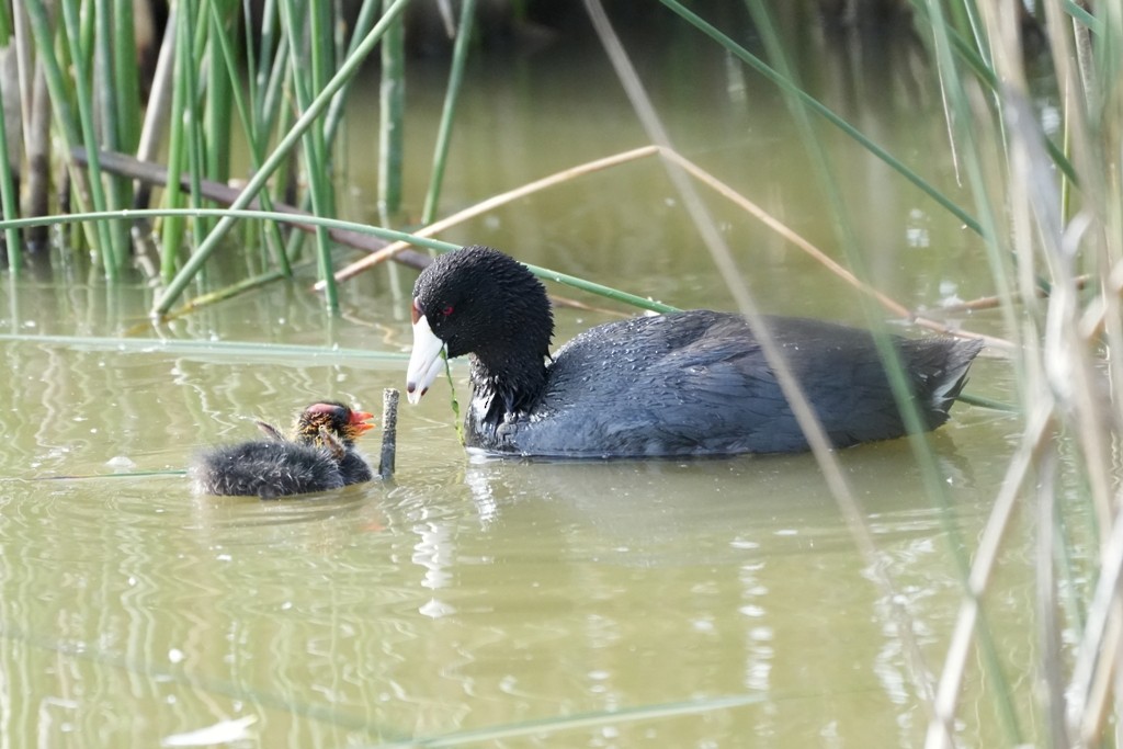 American Coot - ML620612486