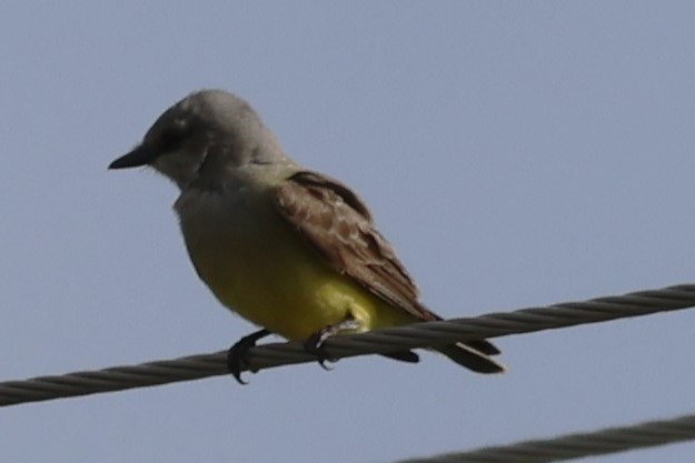 Western Kingbird - ML620612490