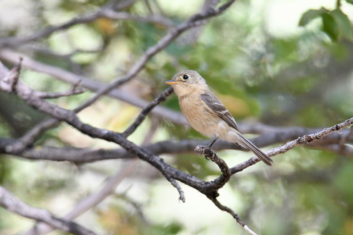 Buff-breasted Flycatcher - ML620612492