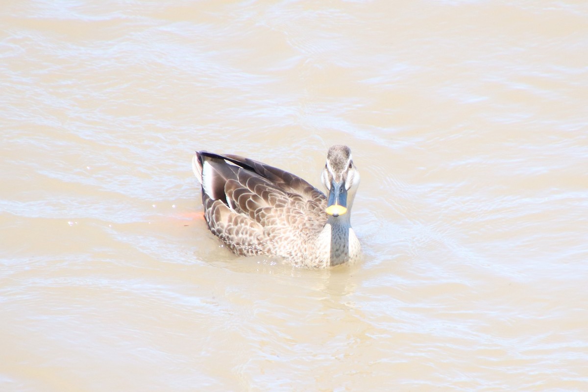 Eastern Spot-billed Duck - ML620612497