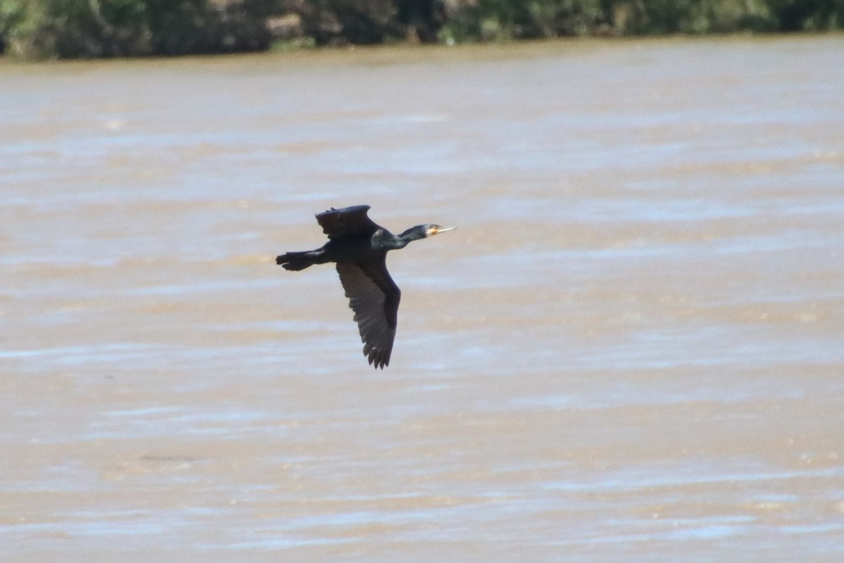 Great Cormorant - ML620612500