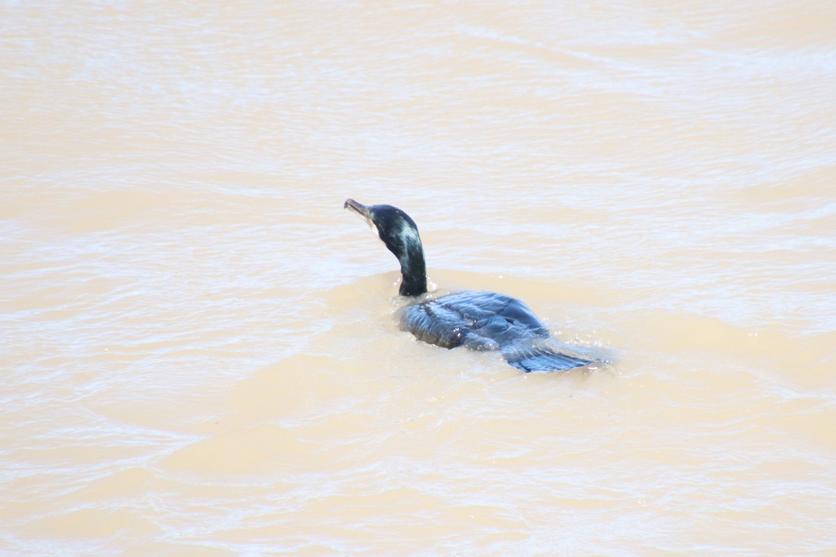 Great Cormorant - ML620612501