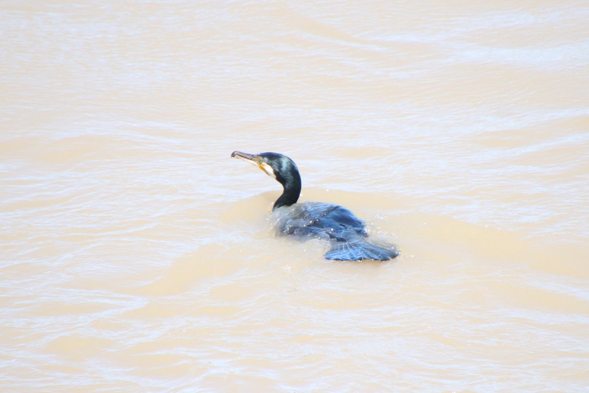 Great Cormorant - ML620612502