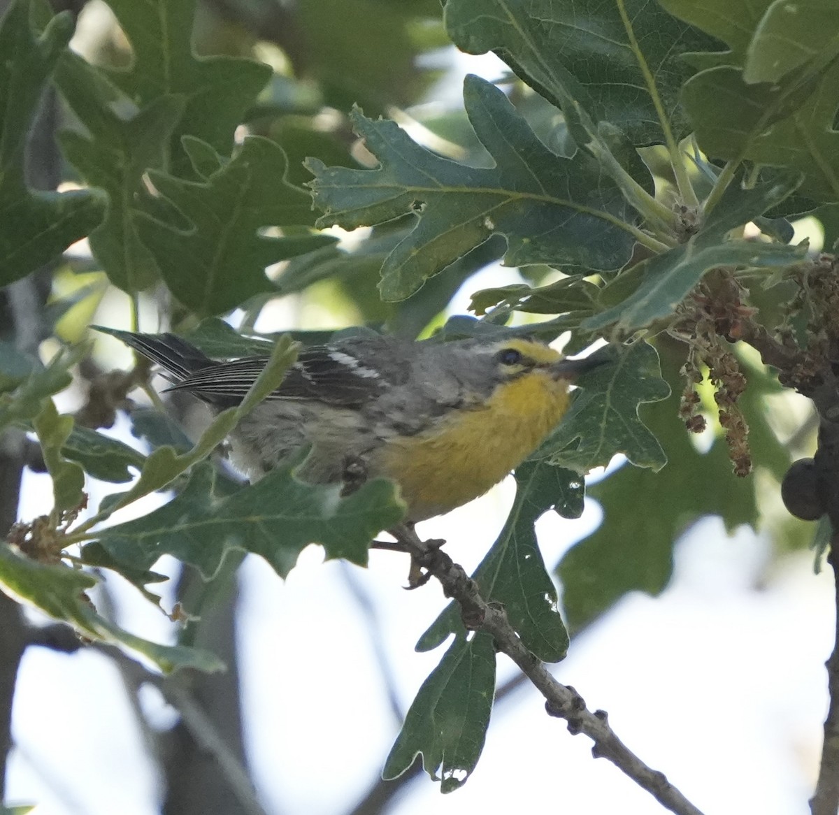 Grace's Warbler - ML620612503