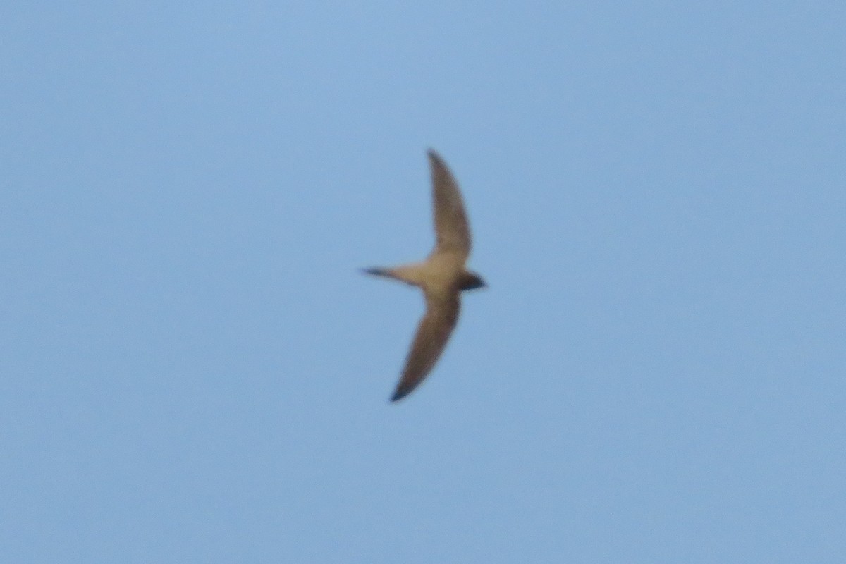 Pallid Swift - ML620612506