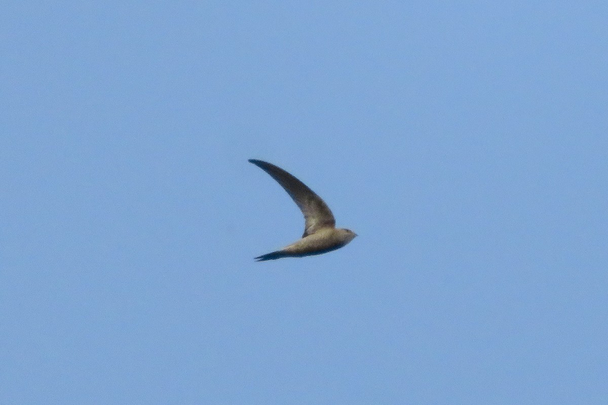 Pallid Swift - ML620612507