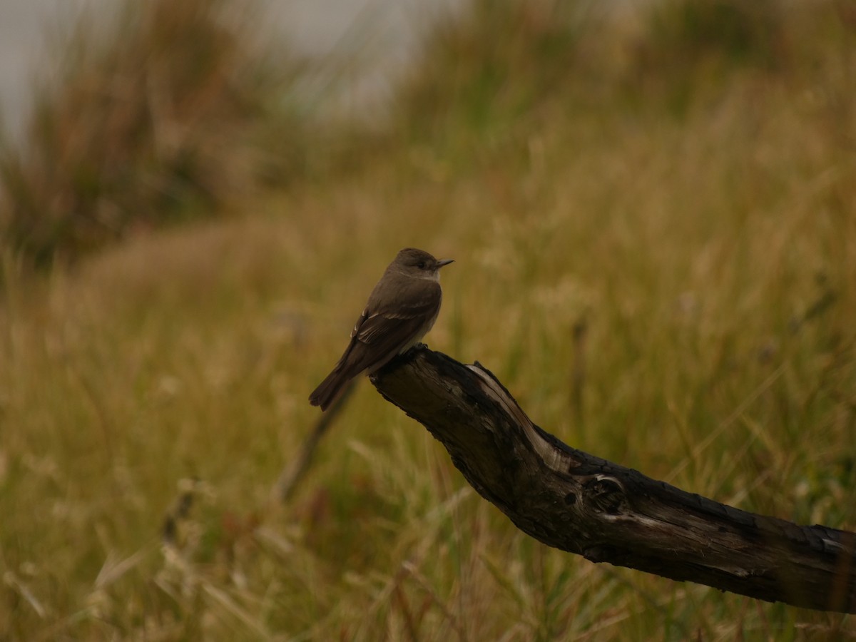 Western Wood-Pewee - ML620612509