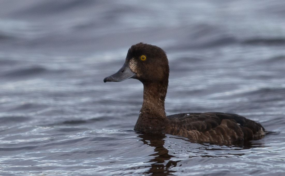 鳳頭潛鴨 - ML620612511