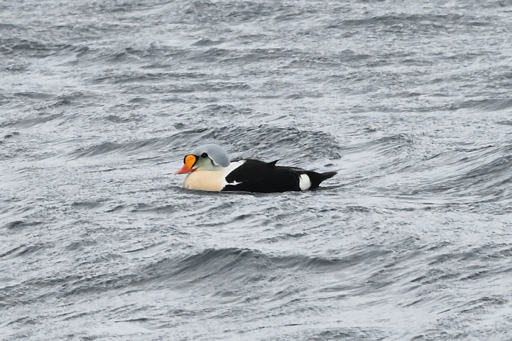 King Eider - ML620612513