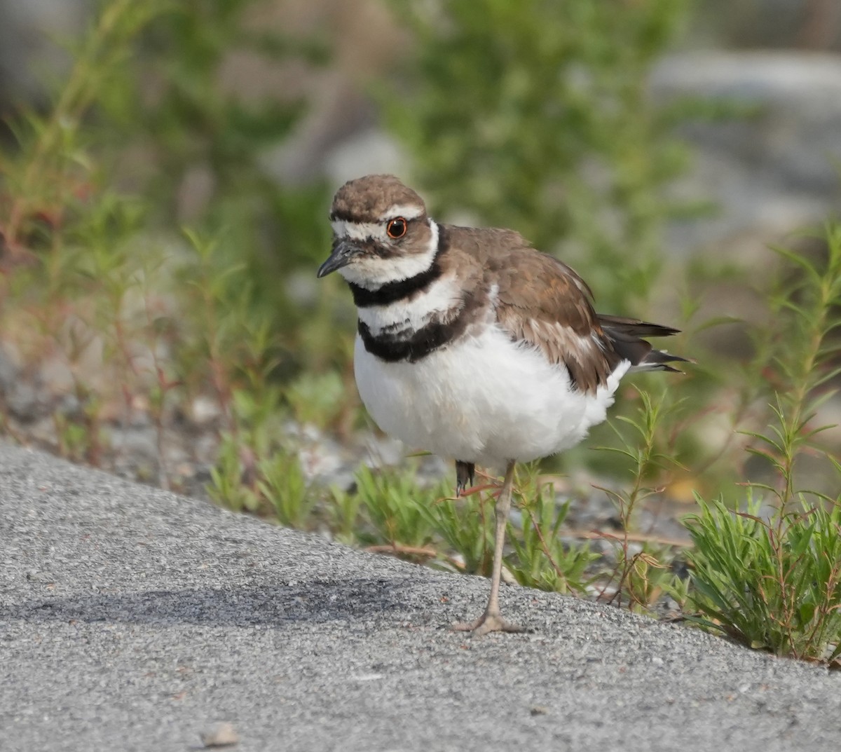 Killdeer - ML620612514