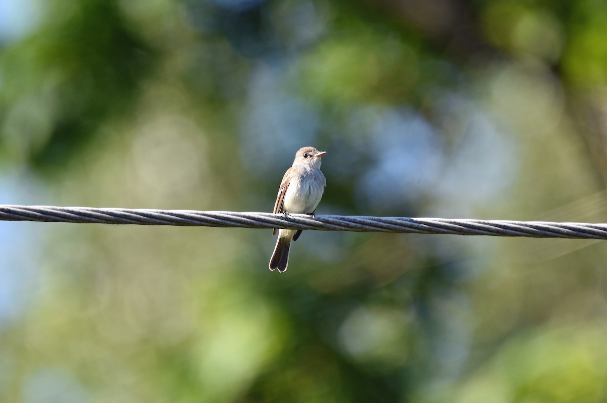 Willow Flycatcher - ML620612515