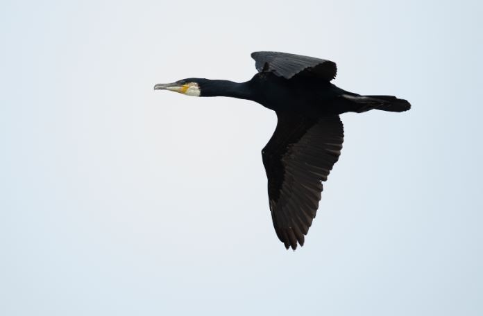 Great Cormorant - ML620612517