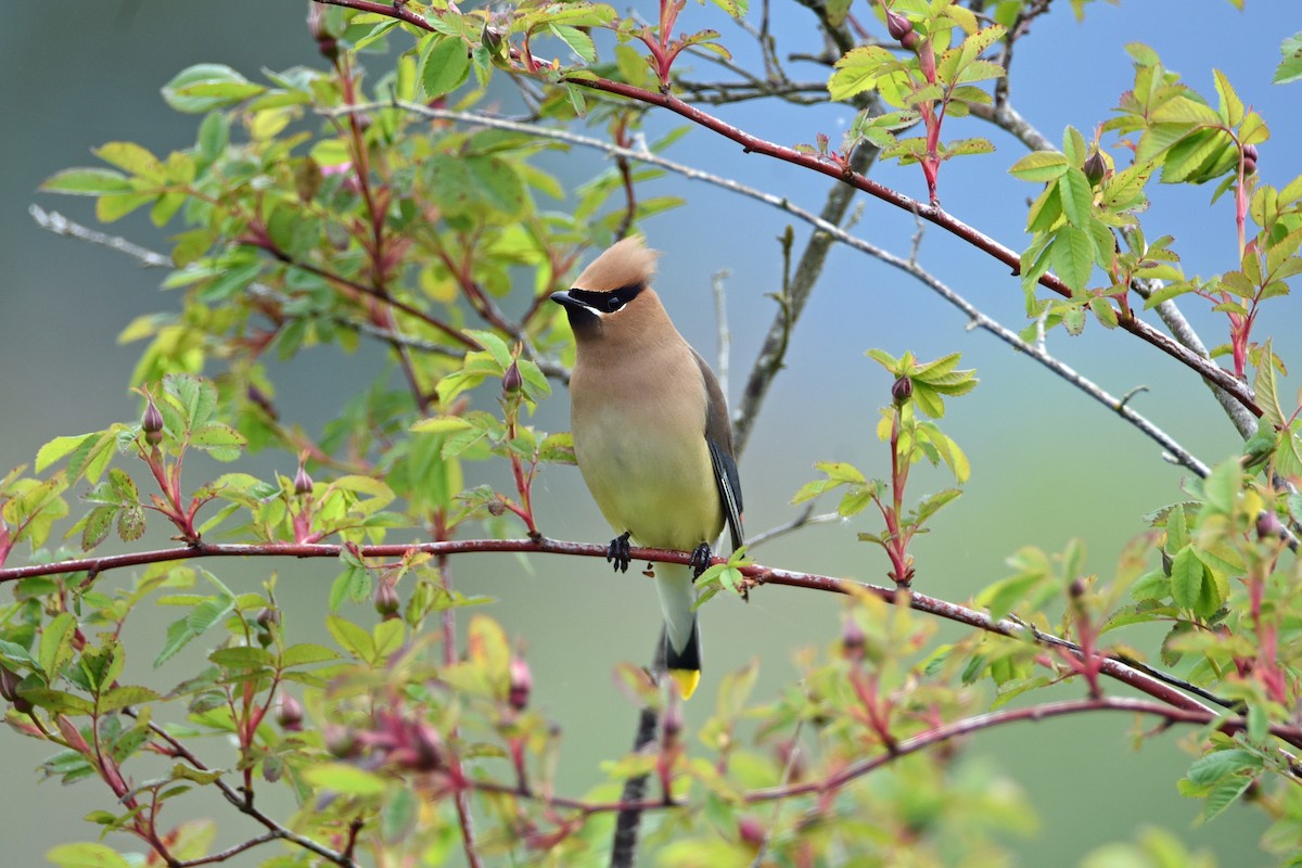 Cedar Waxwing - ML620612520